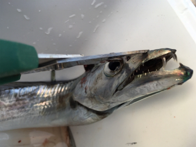 2017釣納め。良いお年を！