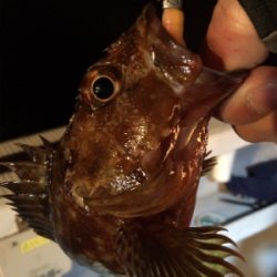 ロックフィッシュショート便