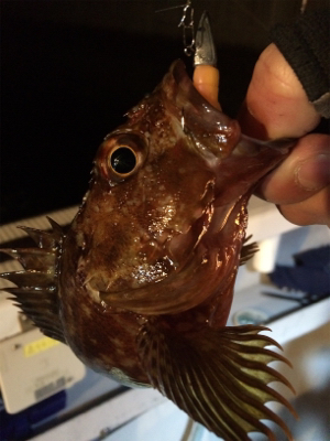 ロックフィッシュショート便