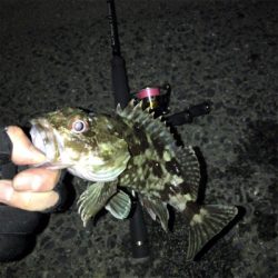 ガシラ、タケノコメバル安定の冬夜