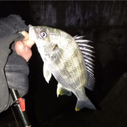 ガシララッシュ