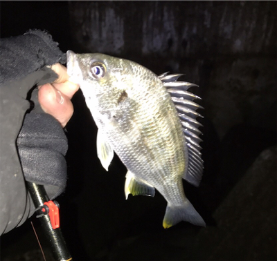 ガシララッシュ