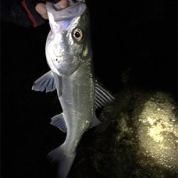 メバル狙いの外道