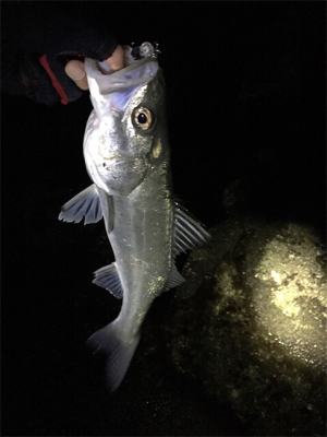 メバル狙いの外道