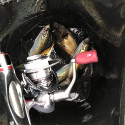 釣り納めデイアジング！