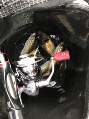 釣り納めデイアジング！