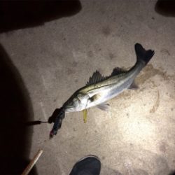 今年はシーバスで締めくくり