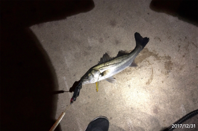 今年はシーバスで締めくくり