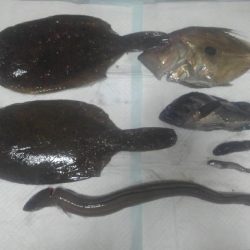 ４６センチ♪カレイ