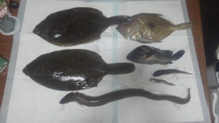 ４６センチ♪カレイ