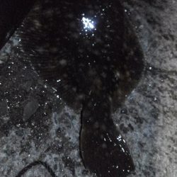 ナイトカレイ♪