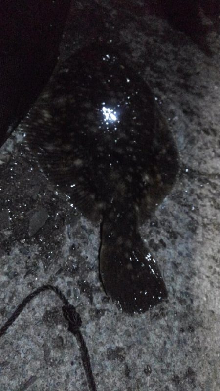 ナイトカレイ♪