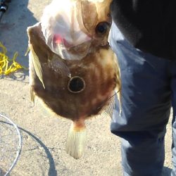 なんとか、マトウダイGET♪