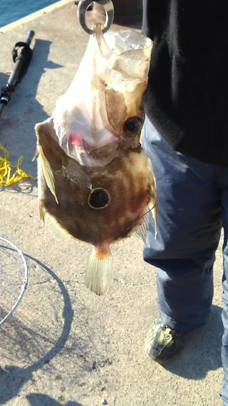 なんとか、マトウダイGET♪