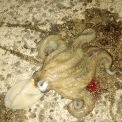 お団子しゃくなげ チヌ釣れず