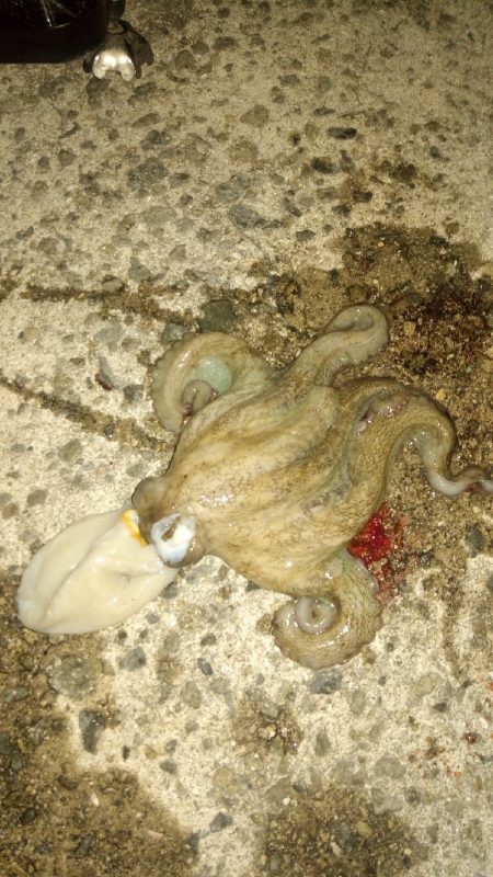 お団子しゃくなげ チヌ釣れず