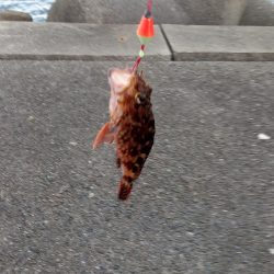 淡路島でガシラ・イカ