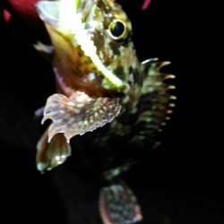 メバルとガシラとアナハゼ