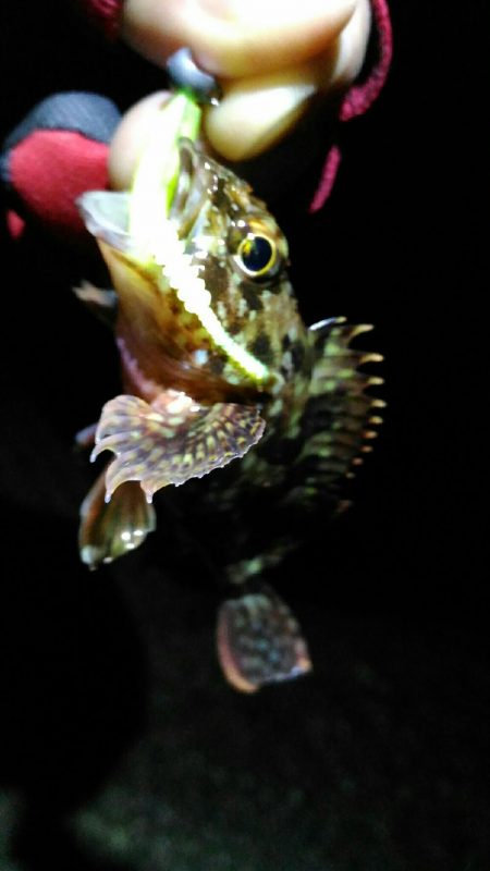 メバルとガシラとアナハゼ