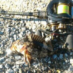 ムラソイ&ガシラポンポン