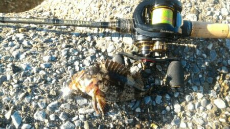 ムラソイ&ガシラポンポン