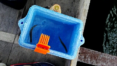 東条湖　ワカサギ釣り