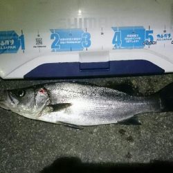 久しぶりのシーバス