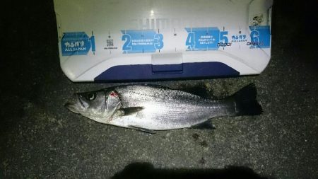 久しぶりのシーバス