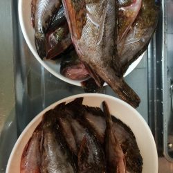 釣り納めにガシラ散策