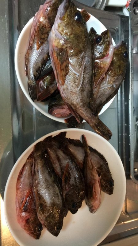 釣り納めにガシラ散策