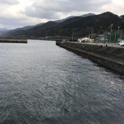 サビキでアジ釣り