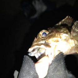 メバルいました