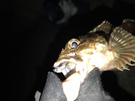 メバルいました