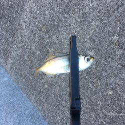 久しぶりの釣り