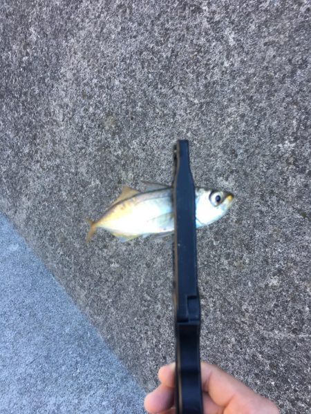 久しぶりの釣り