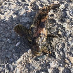 シーバスゲーム