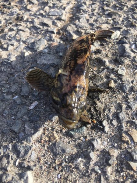 シーバスゲーム