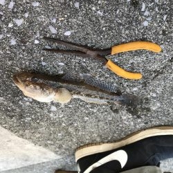 落とし込みでまさかのボラ⁈