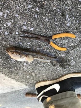 落とし込みでまさかのボラ⁈