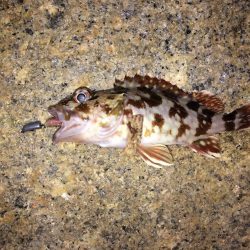 釣り納メバリング