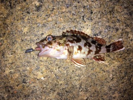 釣り納メバリング