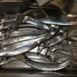 タチウオウキ釣り