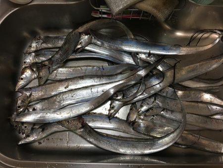 タチウオウキ釣り