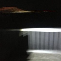 群れはこないタチウオ君