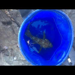 アイゴの猛攻 津島ワレ