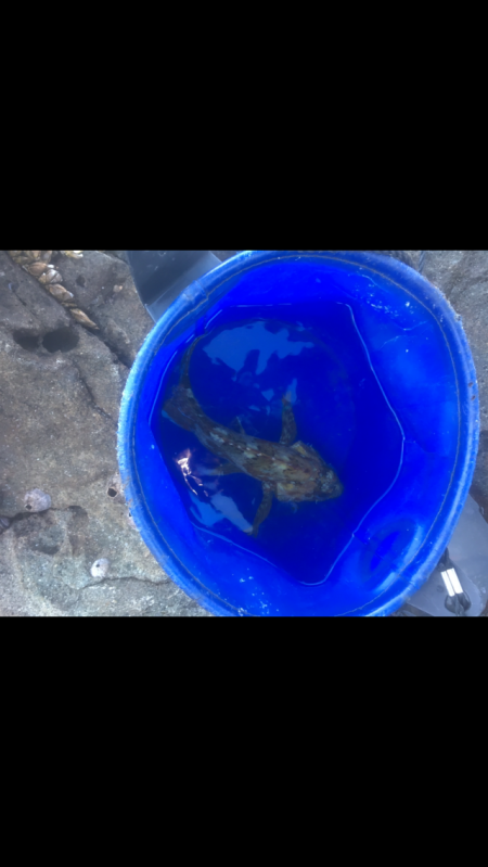 アイゴの猛攻 津島ワレ