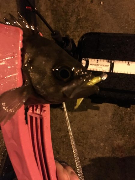 アジは何処に？