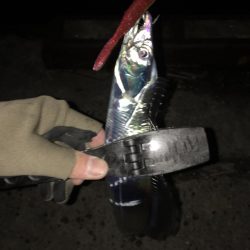 湾奥タチウオ。まだまだシーズン継続か!?