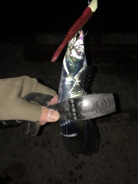 湾奥タチウオ。まだまだシーズン継続か!?