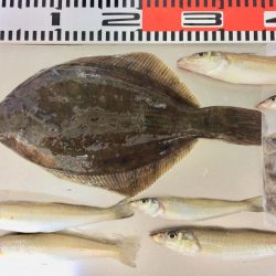 今日もカレイが釣れました